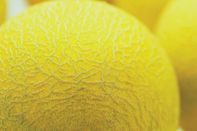 Yellow Melon